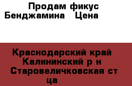 Продам фикус Бенджамина › Цена ­ 2 500 - Краснодарский край, Калининский р-н, Старовеличковская ст-ца  »    